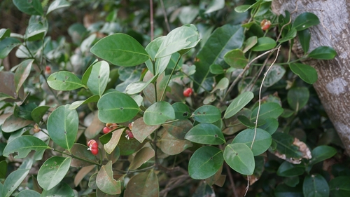 Euonymus pallidifolia