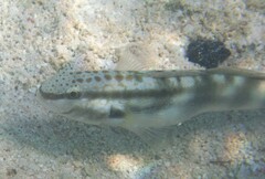 Amblygobius bynoensis