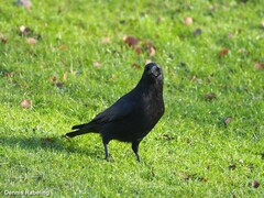 Corvus corone