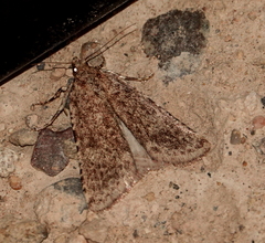 Aglossa
