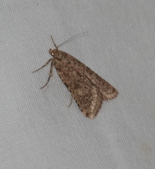 Aglossa