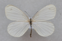 Leptidea morsei