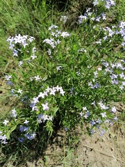 Conostomium natalense