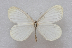 Leptidea morsei