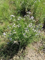 Conostomium natalense