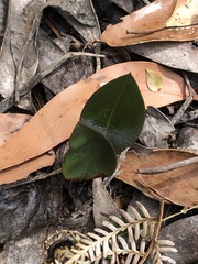 Cryptostylis