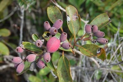 Syzygium kriegeri