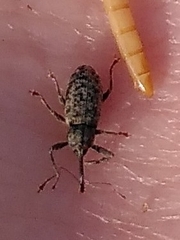 Dorytomus longimanus