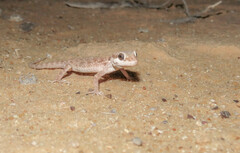 Bunopus tuberculatus