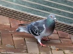 Columba livia domestica