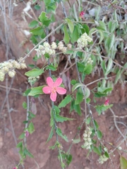 Hibiscus praeteritus