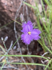 Thysanotus banksii
