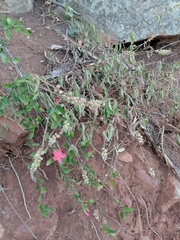 Hibiscus praeteritus