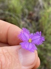 Thysanotus banksii
