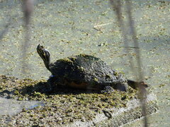 Pseudemys peninsularis