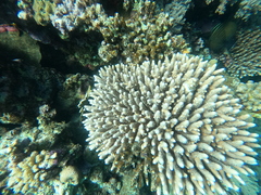 Acropora gemmifera