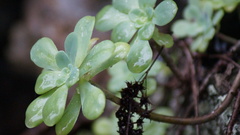 Sedum palmeri