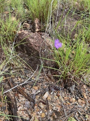Thysanotus banksii