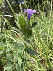Barleria ovata