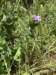 Barleria ovata