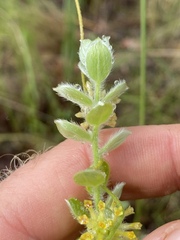 Pimelea chlorina