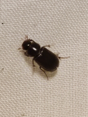 Acrossidius tasmaniae