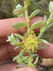Pimelea chlorina