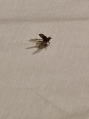 Acrossidius tasmaniae