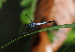 Brachydiplax