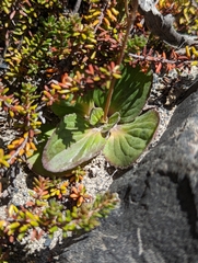 Calceolaria biflora