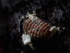 Monophlebidae
