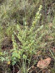 Pimelea chlorina