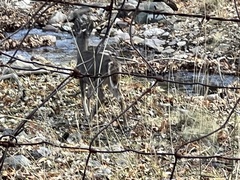 Odocoileus virginianus couesi