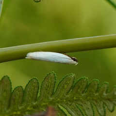 Scieropepla polyxesta