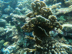 Millepora dichotoma