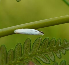 Scieropepla polyxesta