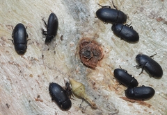 Opatroides punctulatus