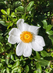 Rosa bracteata