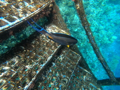 Acanthurus sohal