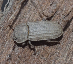 Sclerum armatum