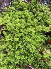 Sphagnum fallax