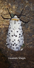 Alpenus