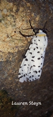Alpenus