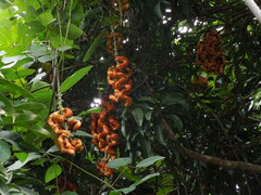 Mucuna