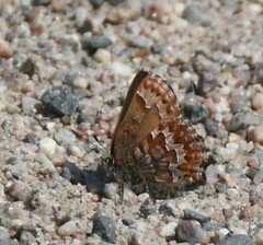 Callophrys niphon