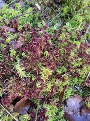 Sphagnum rubellum