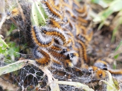 Ocnogyna loewii