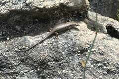 Trachylepis variegata