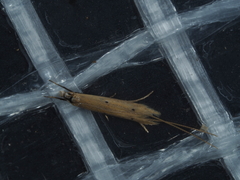 Dichomeris acuminatus