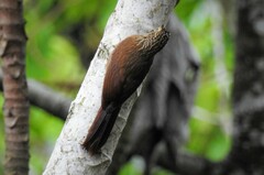 Dendrocolaptes platyrostris
